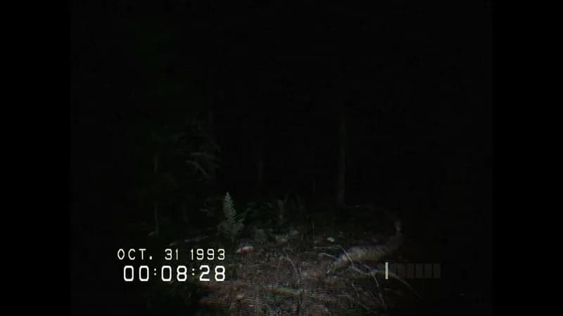 DON'T SCREAM gameplay screenshot 4